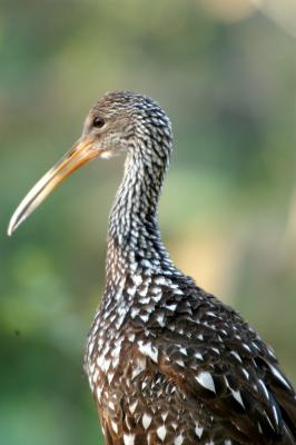 Rare Limpkin