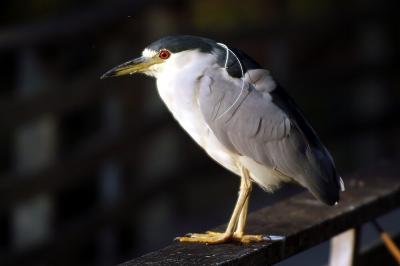 Night-Heron1.jpg