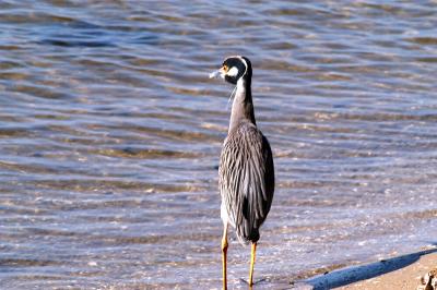 Grey Heron.jpg