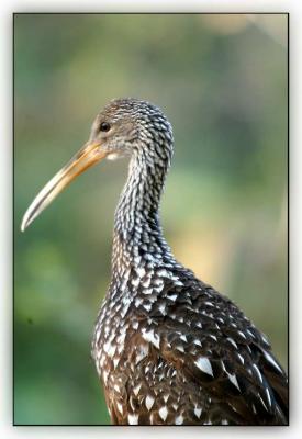 limpkin1.jpg