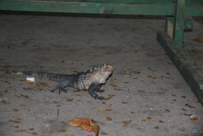IMG_4387.JPG
