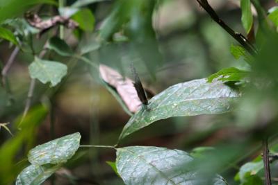 IMG_4437.JPG