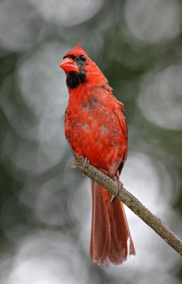 cardinal1.jpg