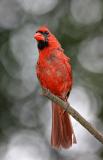 cardinal1.jpg