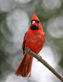 cardinal2.jpg