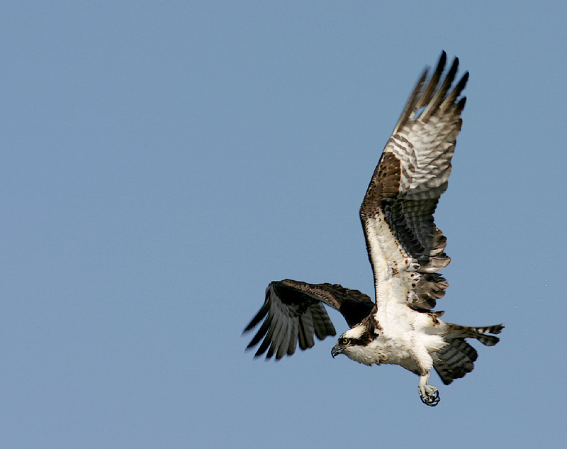 ospreyfly3.jpg