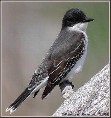 Tyran tritri (Eastern Kingbird)