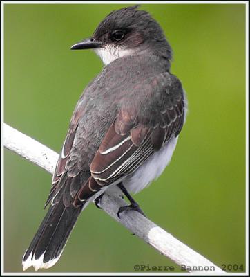 Tyran tritri (Eastern Kingbird)