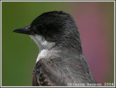 Tyran tritri (Eastern Kingbird)