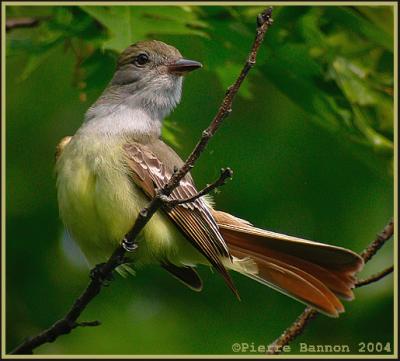 Tyran hupp (Great Crested Flycatcher)