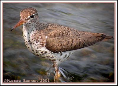Chevalier grivel (Spotted Sandpiper) ad.