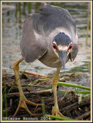 Bihoreau gris (Black-crowned Night-Heron)