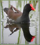 Gallinule poule-deau (Common Moorhen)