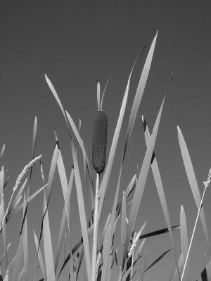 P8100040_BW1.jpg