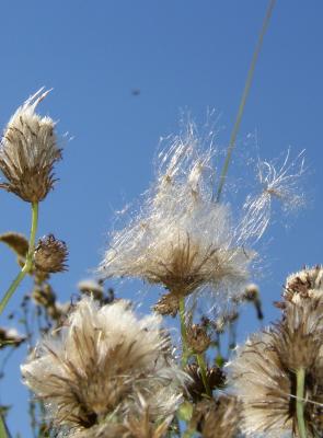 P8100047_A.jpg