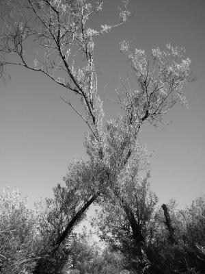 P8100048A_BW.jpg