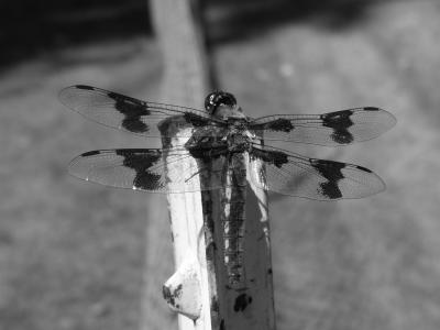 P8100089_BW.jpg