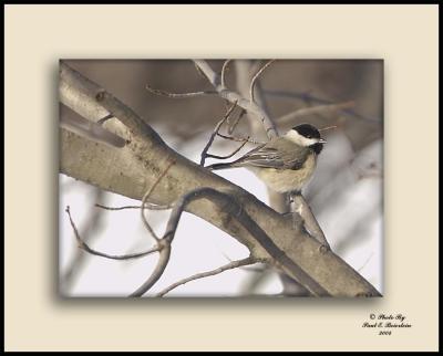 Carolina Chickadee - 950 -2 copy.tif