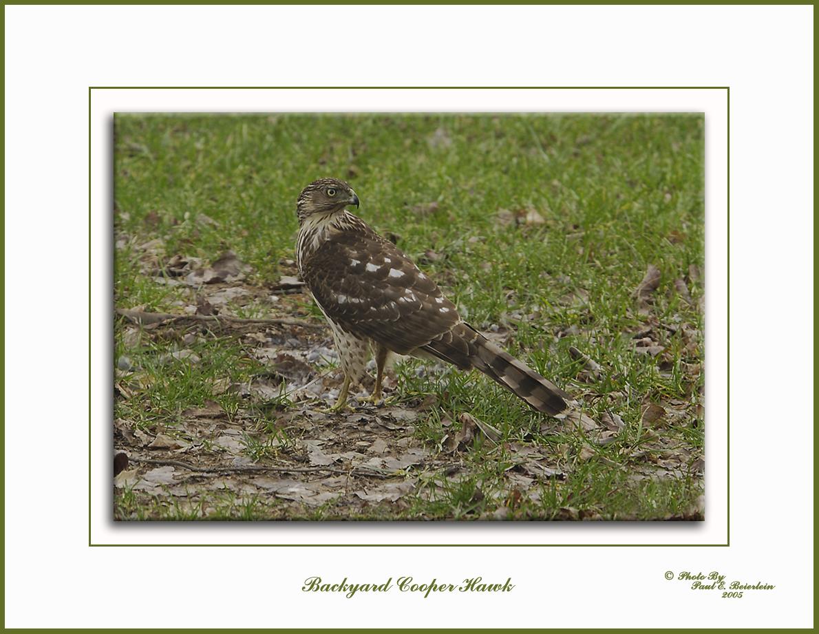 Backyard Hawk 1589 copy.tif