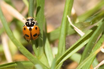 Ladybug