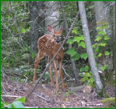 Fawn