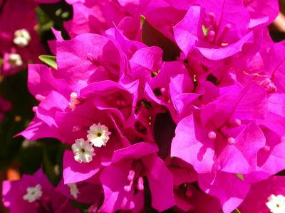Bougainvillia