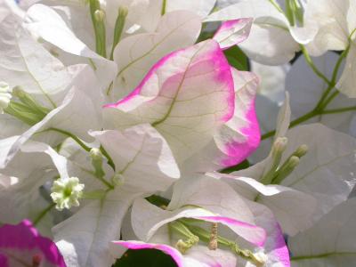 Bougainvillia Surprise