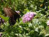 Black Swallowtail on Penta