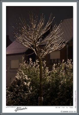 Snow-covered catalpa