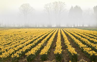 Early Daffs