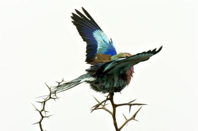Lilac-Breasted Roller 2