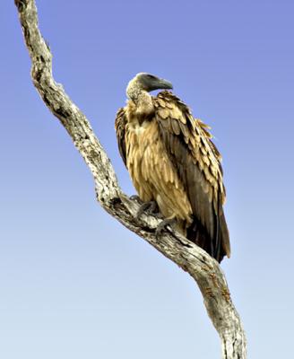 Cape Vulture