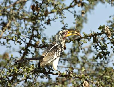 Yellow Billed Hornbill