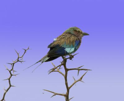Lilac-Breasted Roller 1