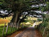 27 Feb 04 - Macrocarpa and country road