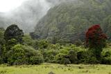 Valleys, Bush and Rata