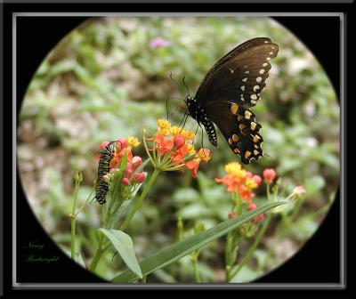 Monarch Caterpillar meet Mr. Eastern Black Swallowtail
