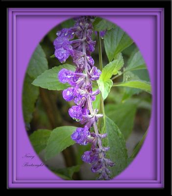 Purple Salvia with rain drops