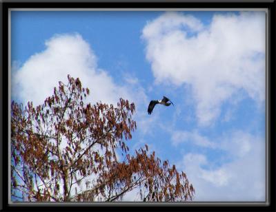 Osprey flying high over the Hillsborough River