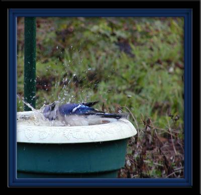Blue Jay Taking a bath