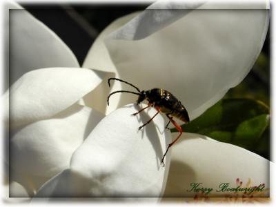 I don't know what kind of bug this is but he liked my Magnolia Bloom