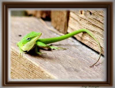 One of our Lizard visitors.