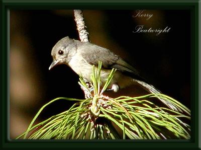 A little Tufted Titmouse in a pine Tree