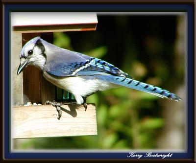 Blue Jay