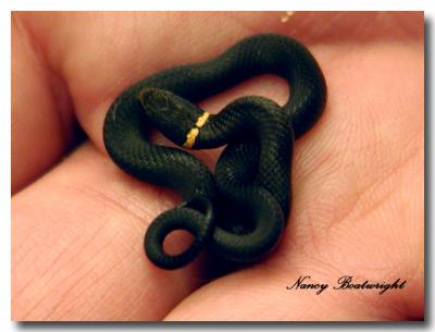 A Ringneck snake in Kerry's hand