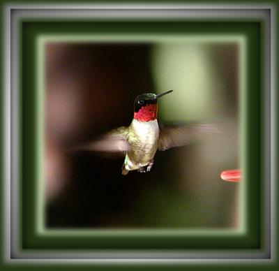 One of our little Ruby Throated Hummers