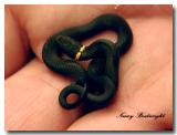A Ringneck snake in Kerrys hand