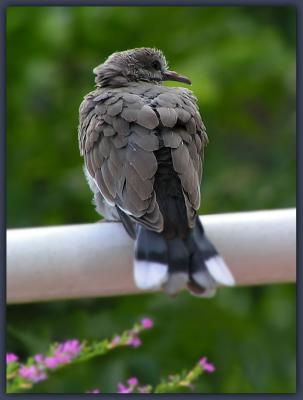 Dove Thinking