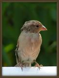 Juvie House Sparrow