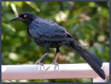Old Crow (great-tailed grackle)